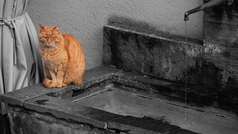 Samstag: «Nachbars Katze.»