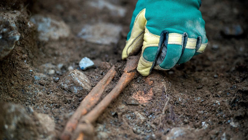 Feinstarbeit: Mitarbeitende des Archäologischen Diensts Graubünden bergen derzeit in Tamins-Rüefa die teils fragilen Skelette einer frühmittelalterlichen Beerdigungsstätte. Feinstarbeit: Mitarbeitende des Archäologischen Diensts Graubünden bergen derzeit in Tamins-Rüefa die teils fragilen Skelette einer frühmittelalterlichen Beerdigungsstätte.