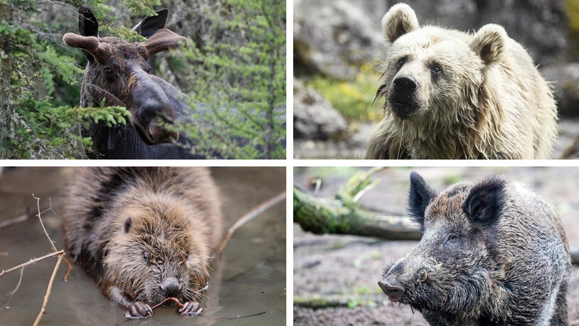 Im Check: Wie wahrscheinlich ist es, dass Elch, Bär, Biber oder Wildschwein im Glarnerland heimisch werden? Der kantonale Jagdverwalter Christoph Jäggi schätzt die Chancen ein. Im Check: Wie wahrscheinlich ist es, dass Elch, Bär, Biber oder Wildschwein im Glarnerland heimisch werden? Der kantonale Jagdverwalter Christoph Jäggi schätzt die Chancen ein.