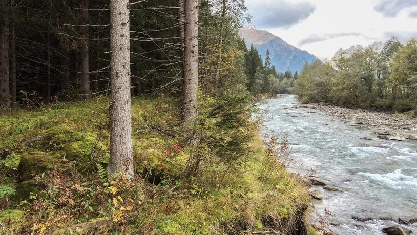 Folge des eingeengten Hinterrheins: Der vom Fluss abgekoppelte Bewuchs im Gebiet Äbi gilt als «monotoner Fichtenwald» mit relativ geringem ökologischem Wert. Folge des eingeengten Hinterrheins: Der vom Fluss abgekoppelte Bewuchs im Gebiet Äbi gilt als «monotoner Fichtenwald» mit relativ geringem ökologischem Wert.
