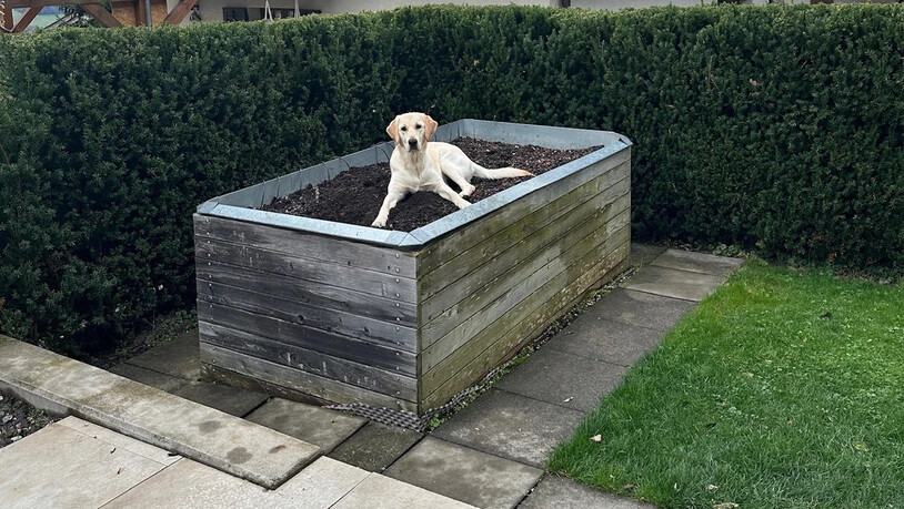 Hochbett oder Hundebett? Stella muss jeden Millimeter im Garten auskundschaften. Hochbett oder Hundebett? Stella muss jeden Millimeter im Garten auskundschaften.
