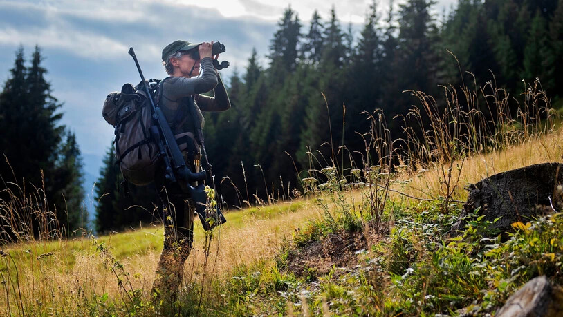 Nächste Woche geht es wieder los: Eine Jägerin hält Ausschau nach Wild, um parat zu sein, wenn die Sonderjagd am 2. November beginnt. Nächste Woche geht es wieder los: Eine Jägerin hält Ausschau nach Wild, um parat zu sein, wenn die Sonderjagd am 2. November beginnt.