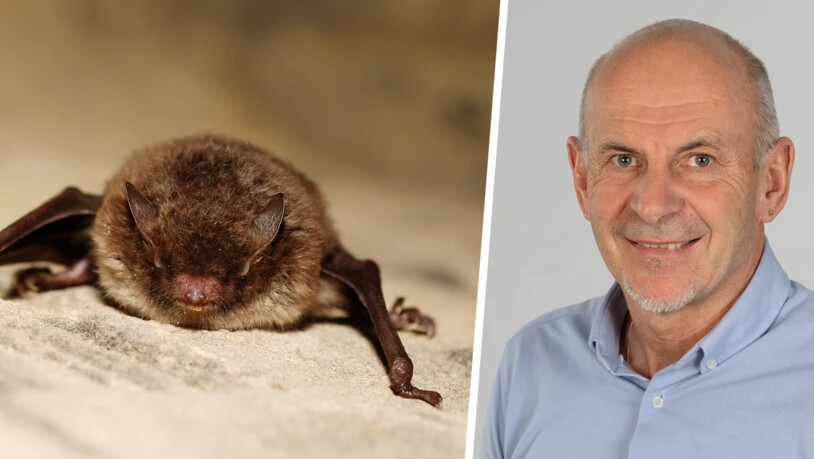 Fund in Mühlehorn: Giochen Bearth berichtet über eine Wasserfledermaus, die mit dem Tollwutvirus infiziert war. Fund in Mühlehorn: Giochen Bearth berichtet über eine Wasserfledermaus, die mit dem Tollwutvirus infiziert war.
