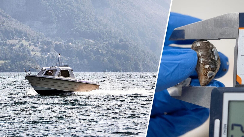 Die Quaggamuschel wird bis zu drei Zentimeter gross: Sie soll nicht von Booten in den Walensee eingeschleppt werden – ganz aufhalten lassen wird sie sich aber wohl nicht. Die Quaggamuschel wird bis zu drei Zentimeter gross: Sie soll nicht von Booten in den Walensee eingeschleppt werden – ganz aufhalten lassen wird sie sich aber wohl nicht.
