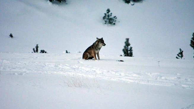 Wolf 
