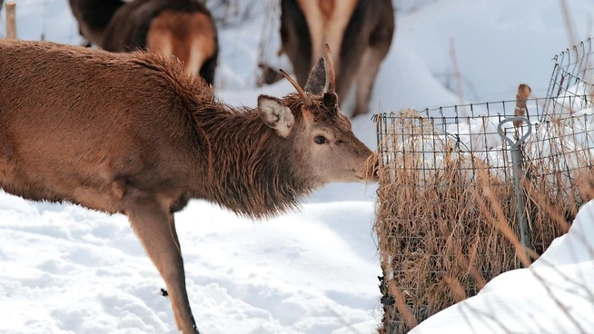 Verlockendes Futter: Offene Komposthaufen ziehen Wildtiere an – sie müssen deshalb wildsicher sein.