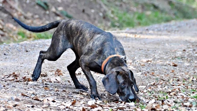 Neue Regelung: Mit einem finanziellen Zuschlag für das Nachsuchewesen organisiert die Jagdhundekommission die Ausbildung und entschädigt die Hundeführerinnen und Hundeführer.