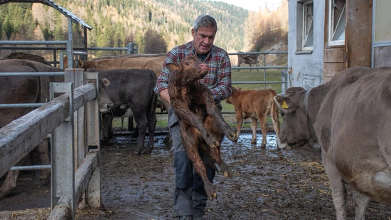 Im Stall geboren: Bruno Loi mit einem nur wenige Stunden alten Kalb. 