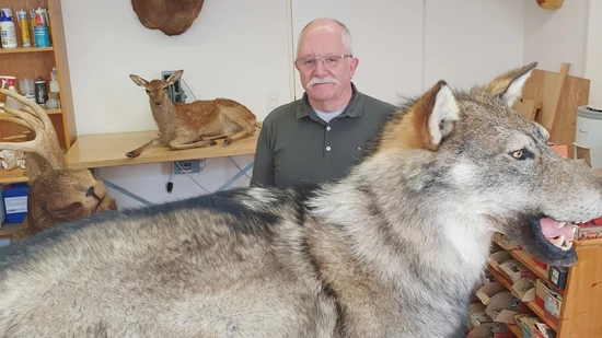 Hartschaum im Pelz: Tierpräparator Raimund Kurz und der präparierte Glarner Jungwolf, welcher im Winter geschossen wurde.