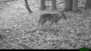 Hier zu sehen ist ein Jungwolf aus dem Calandarudel. Aufgenommen im März 2018.