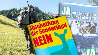 Nach emotionalem Abstimmungskampf: Themen wie die Sonderjagd haben das Potenzial, mehr Bündnerinnen und Bündner als üblich zur Stimmabgabe zu bewegen.
