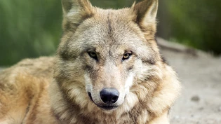 Der Wolfschutz in der Schweiz wird nicht gelockert. (Archivbild)