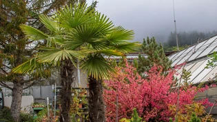 Dürfen nicht mehr verkauft werden: Die beliebten Tessiner Palmen im Gartenzentrum von Schutz Filisur müssen noch entsorgt werden.