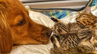 Überhaupt nicht wie Hund und Katze: Manchmal ist ein Hund der beste Freund der Katze und ihrer Jungen.
