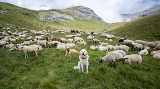 Unterschiedliche Rassen schützen die Schafe: Auf der Alp Culm da Sterls oberhalb von Trin ist sowohl ein Montagne des Pyrénées (vorn) wie auch ein Anatolischer Hirtenhund (hinten) als Herdenschutzhund im Einsatz. 