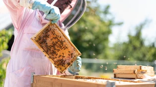 Die Imkerei hat sich aus der Landwirtschaft in den Siedlungsraum und in Naturschutzgebiete verschoben, wo sie die Populationen der Wildbienen bedrohen.