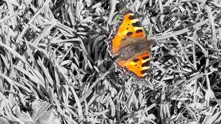 Montag: «Eine kurze Pause, bevor ich weiterfliege.»