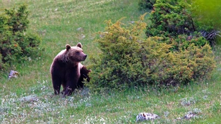 Zu viele, finden viele: Im Trentino sollten 50 Bären angesiedelt werden. Jetzt sind es 100 bis 120.  