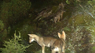 Jungwoelfe Calanda Wolf Woelfe
