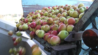 Äpfel sind gesund und beliebt. Apfel