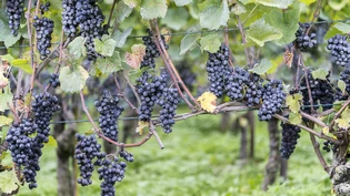 Trauben Rebberg Weingut