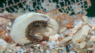 Der Bachflohkrebs (Gammarus fossarum) ist 2021 Botschafter für vielfältige, saubere Bäche. SCHWEIZ TIER DES JAHRES PRO NATURA
