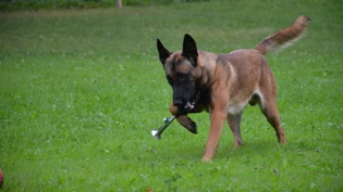 Der angehende Polizeihund Jack bei seinem täglichen Training.