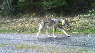 Von Disentis bis Ungarn: Der Jungwolf M237 aus dem Stagiasrudel ist von der Surselva bis an die slowakische Grenze gelaufen. 