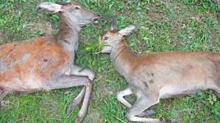 Nur noch weibliche Tiere: Die Delegierten des Bündner Kantonalen Patentjägerverbandes sind dafür, dass auf der Sonderjagd nur noch sogenanntes Kahlwild erlegt werden darf, also wie hier eine Hirschkuh (links) mit Hirschkalb. Nur noch weibliche Tiere: Die Delegierten des Bündner Kantonalen Patentjägerverbandes sind dafür, dass auf der Sonderjagd nur noch sogenanntes Kahlwild erlegt werden darf, also wie hier eine Hirschkuh (links) mit Hirschkalb.