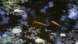Unerwünscht: Die ausgesetzten Goldfische schaden dem Ökosystem der Biotope. Unerwünscht: Die ausgesetzten Goldfische schaden dem Ökosystem der Biotope.
