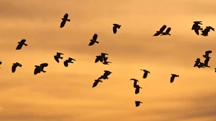 Im Herbst gehts für viele Vögel in den Süden: An den Zugvogeltagen am 2. und 3. Oktober lassen sich die Vögel unter fachkundiger Leitung gut beobachten. Im Herbst gehts für viele Vögel in den Süden: An den Zugvogeltagen am 2. und 3. Oktober lassen sich die Vögel unter fachkundiger Leitung gut beobachten.