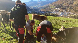 Helfer in jeder Situation: Der Rettungsdienst Surselva half unerwartet bei der Geburt eines Kalbes
