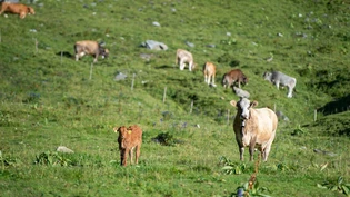 Mutterkuh mit Kalb: In der Surselva hat ein Wolf Anfang Oktober offenbar eine Mutterkuhherde angegriffen. Auf dem Symbolbild ist eine Mutterkuh mit Kälbchen auf einer Weide im Safiental zu sehen.