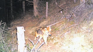 Dieser Goldschakal tappte im Bündner Oberland in eine Fotofalle, bevor er von einem Jäger irrtümlich erschossen wurde. 