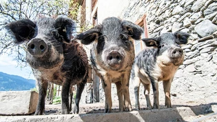 Stimmt die Haltung? Ob Tiere, wie diese Wollschweine, art- und tierschutzgerecht gehalten werden, kontrolliert das kantonale Amt für Lebensmittelsicherheit und Tiergesundheit.