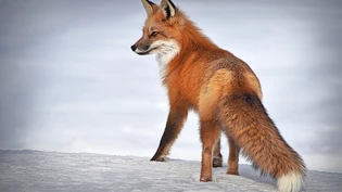 Fuchs in freier Wildbahn: Bei Tieren, die sich nahe an Siedlungen aufhalten, wird untersucht, ob sie mit Corona infiziert sind. Fuchs in freier Wildbahn: Bei Tieren, die sich nahe an Siedlungen aufhalten, wird untersucht, ob sie mit Corona infiziert sind.
