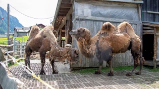 Zwei exotische Bewohner: Auf dem Hof von Angelika und Erwin Bandli in Safien Platz sind die beiden Trampeltiere Aladin (links) und Ivan zu Hause. Zwei exotische Bewohner: Auf dem Hof von Angelika und Erwin Bandli in Safien Platz sind die beiden Trampeltiere Aladin (links) und Ivan zu Hause.