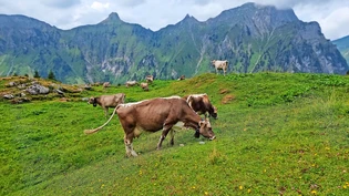 Einfach schön: Die Kühe, die vor der Bergkulisse weiden, scheinen zufrieden zu sein.
