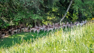 Verstecken sich gerne: Damhirsche gehen Menschen aus dem Weg. Verstecken sich gerne: Damhirsche gehen Menschen aus dem Weg.