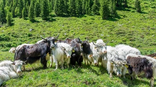 Geniessen die Gesellschaft: Yaks sind gerne in der Herde. Geniessen die Gesellschaft: Yaks sind gerne in der Herde.