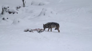 Das dürfte im Winter wieder vermehrt zu sehen sein: Ein Wolf frisst – hier im März 2021 – in Sool vom Kadaver eines gerissenen Hirschkalbs.