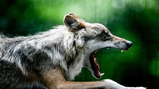 Regulierungsabschuss: Die Glarner Wildhut hat einen Jungwolf in Anwesenheit seiner Artgenossen und in Siedlungsnähe geschossen – das soll die anderen Tiere dazu bringen, sich von Menschen fernzuhalten. Regulierungsabschuss: Die Glarner Wildhut hat einen Jungwolf in Anwesenheit seiner Artgenossen und in Siedlungsnähe geschossen – das soll die anderen Tiere dazu bringen, sich von Menschen fernzuhalten.