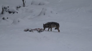 Die Raubtiere sollen sich nach dem Abschuss von Siedlungen fernhalten: Ein Wolf frisst in Sool vom Kadaver eines gerissenen Hirschkalbs. Die Raubtiere sollen sich nach dem Abschuss von Siedlungen fernhalten: Ein Wolf frisst in Sool vom Kadaver eines gerissenen Hirschkalbs.