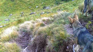 Abschuss bewilligt: Eine Fotofalle hat zwei Jungwölfe des Kärpfrudels eingefangen. 