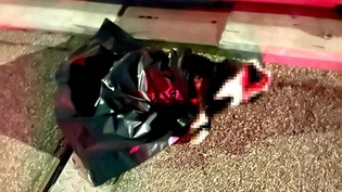 In der Nacht auf Mittwoch: Ein Mann findet auf einer Brücke in der Nähe der Autobahnausfahrt in Niederurnen eine tote Katze in einem Plastiksack. In der Nacht auf Mittwoch: Ein Mann findet auf einer Brücke in der Nähe der Autobahnausfahrt in Niederurnen eine tote Katze in einem Plastiksack.