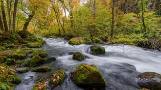 Weg gefunden: An den Steinen vorbei schlängelt sich der Bach durch den Wald. Weg gefunden: An den Steinen vorbei schlängelt sich der Bach durch den Wald.