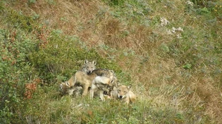 Wolfsabschüsse: Gemäss den Beschlüssen der eidgenössischen Räte dürfen Wölfe neu zwischen dem 1. September und dem 31. Januar reguliert werden, auch wenn sie noch keinen Schaden angerichtet haben. Wolfsabschüsse: Gemäss den Beschlüssen der eidgenössischen Räte dürfen Wölfe neu zwischen dem 1. September und dem 31. Januar reguliert werden, auch wenn sie noch keinen Schaden angerichtet haben.