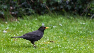 Häufig anzutreffen: Die Amsel wurde in 80 Prozent der Bündner Gärten gezählt.