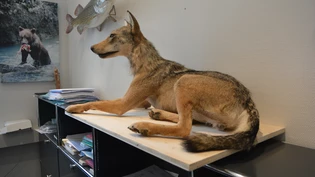 Historische Präparation: Wölfin F104 ist der erste geschossene Wolf seit über 200 Jahren. Wo sie ausgestellt werden soll, ist aber noch unklar. Historische Präparation: Wölfin F104 ist der erste geschossene Wolf seit über 200 Jahren. Wo sie ausgestellt werden soll, ist aber noch unklar.