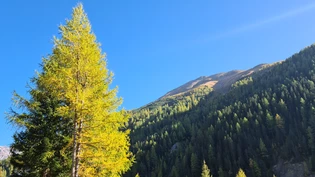 In der Val Trupchun, hier in der Nähe der Parkhütte Varusch, ist die Verfärbung schon deutlich zu erkennen.